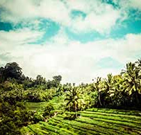 Bali Nature