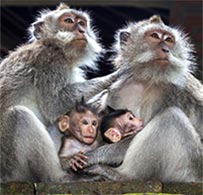 Monkey forest